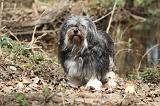 PETIT CHIEN LION 292